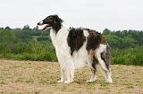 BARZOI 142
